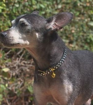 Chihuahua sobrevive a ataque de coiote em Los Angeles