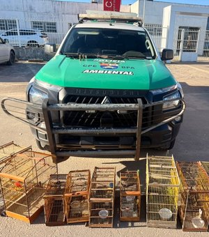 Armas de fogo e centenas de animais silvestres são apreendidos em operações do Batalhão de Polícia Ambiental