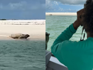 [Vídeo] Elefante-marinho volta a ser avistado em praia do Litoral Sul de Alagoas