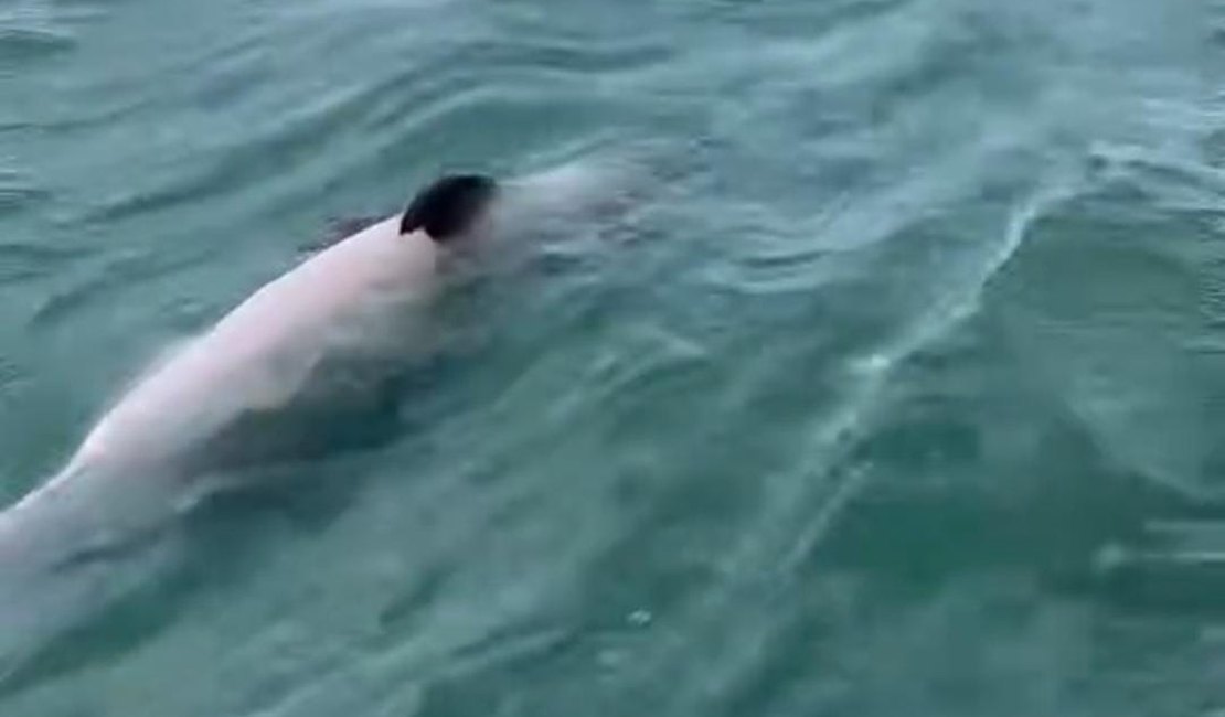 Golfinho é encontrado morto na Praia de Burgalhau, em Maragogi