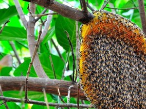  Idosa leva mais de 30 picadas de abelhas em Delmiro Gouveia