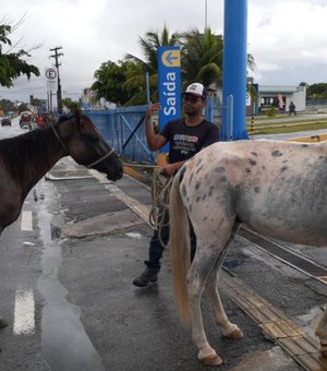 Saiba como solicitar à UVZ de Maceió a captura de animais em vias públicas