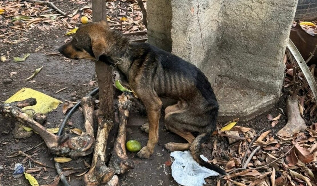 Homem é preso após cães e gatos serem resgatados sem água e comida em Arapiraca