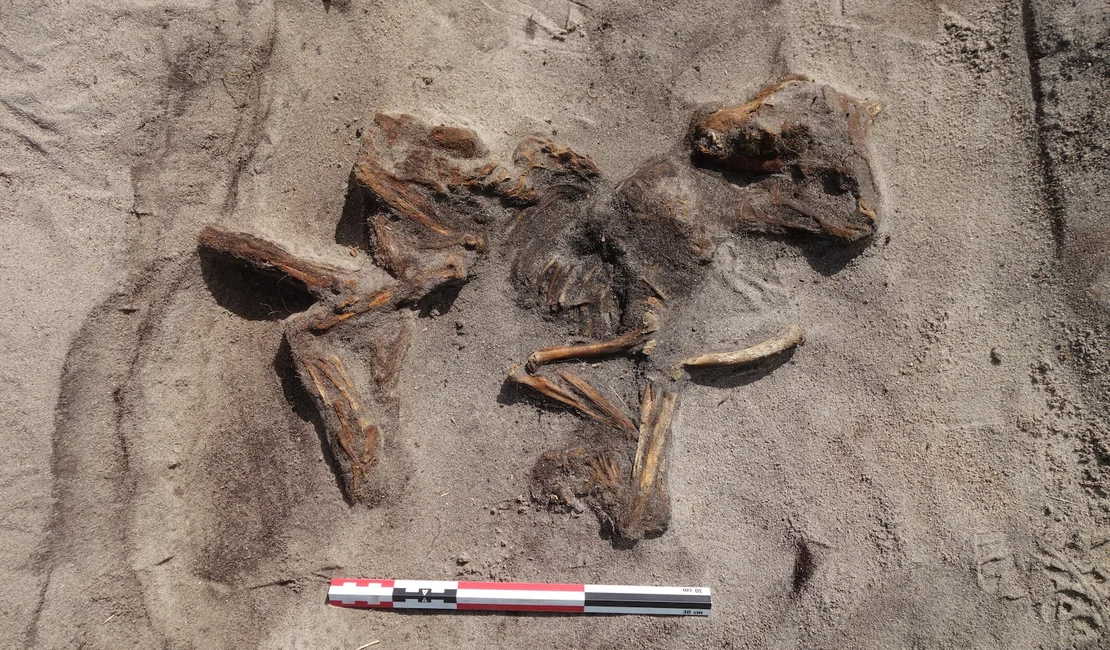 Túmulo da Era Viking com mulher e cachorro é encontrado no norte da Noruega
