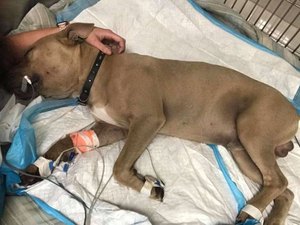 Pitbull morre após salvar donos da picada de cobra venenosa
