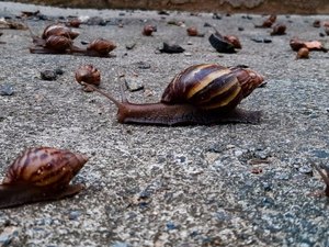Chuvas no Agreste favorecem proliferação do caramujo; veja como se proteger