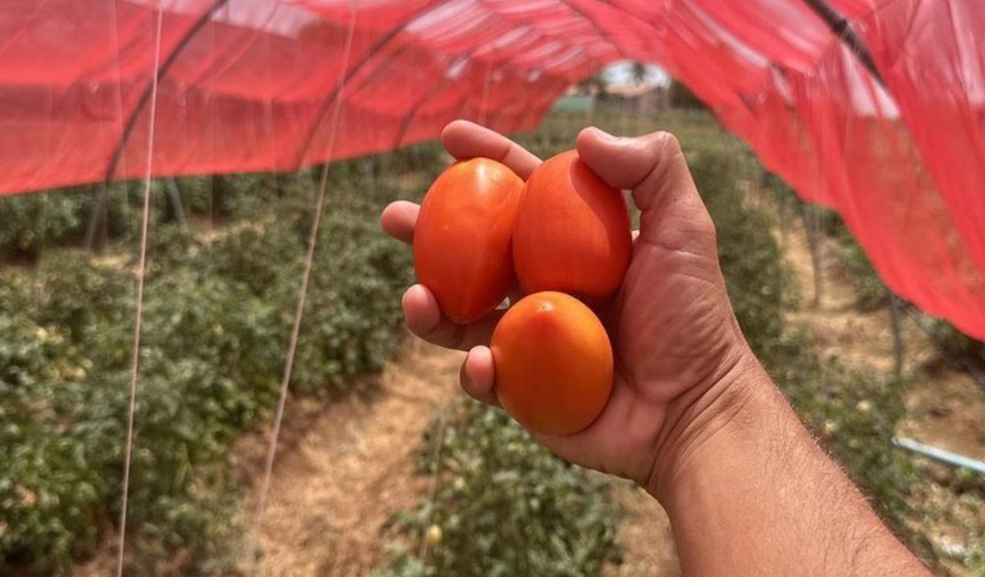 Projeto inovador  aumenta a produção de tomates em 14 toneladas no Sertão e Agreste