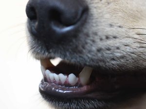 Mulher grávida de seis meses é atacada e morta por cães durante passeio