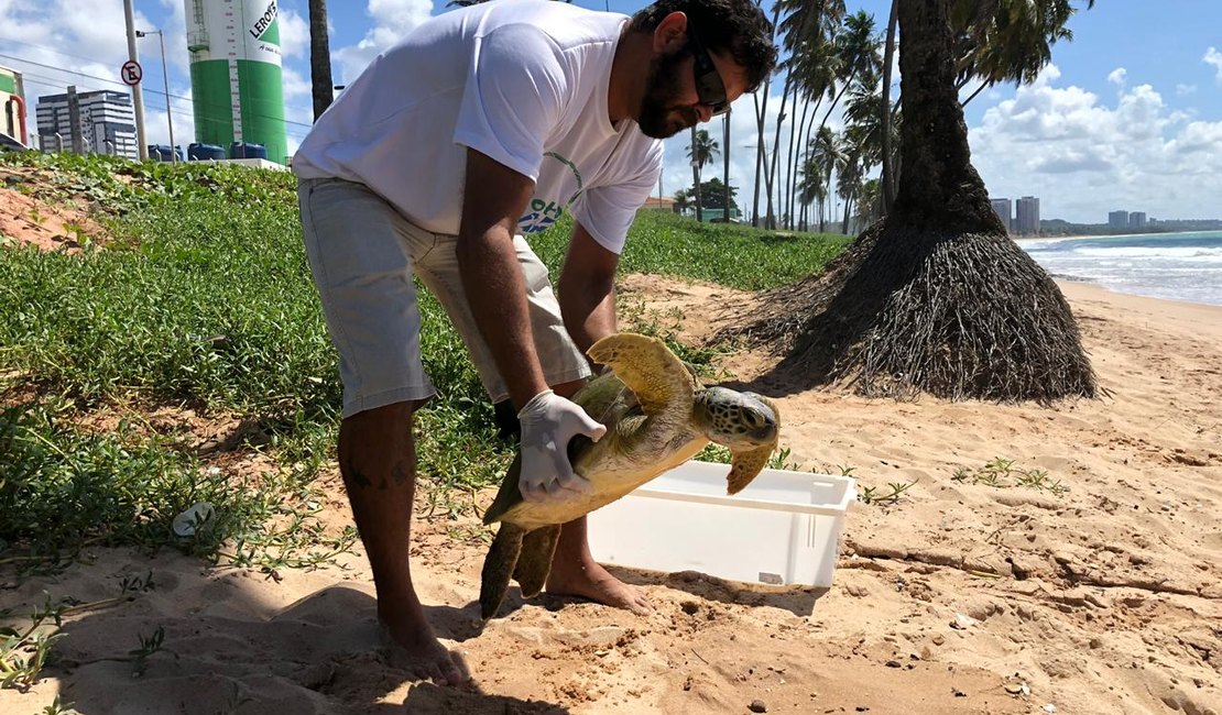 Tartaruga marinha é resgatada na Praia de Cruz das Almas, em Maceió 