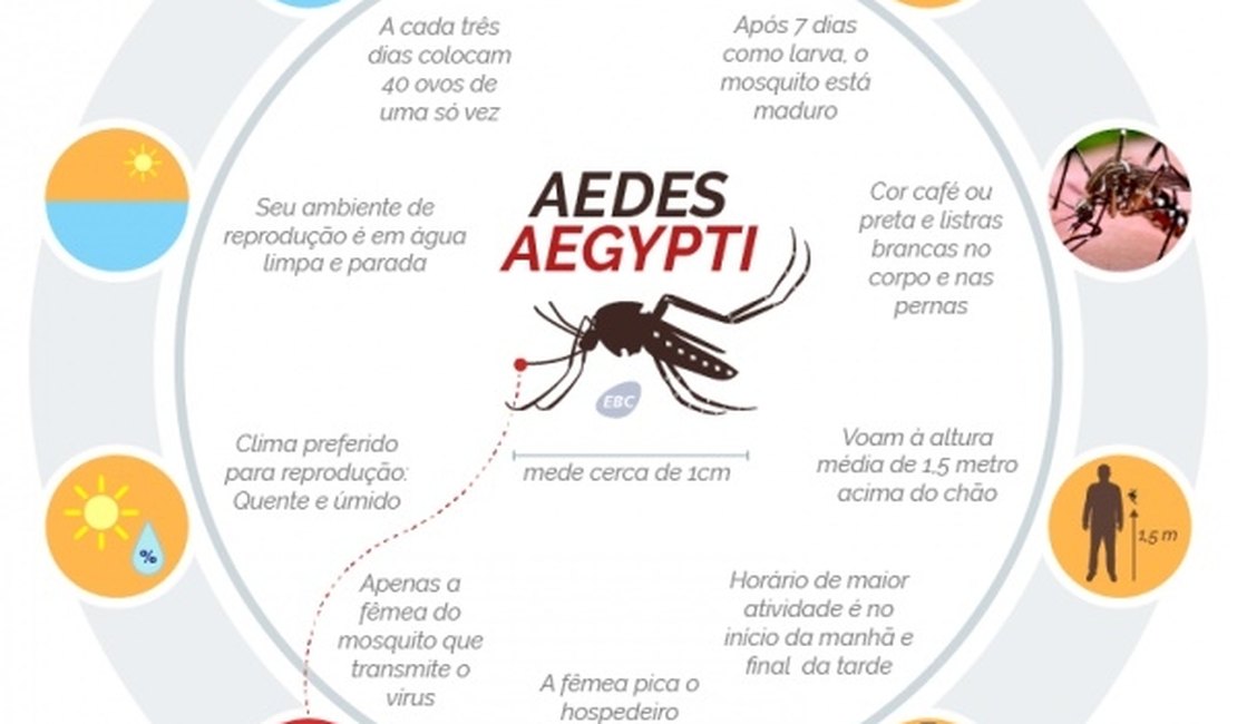 Diferença entre dengue, Zika e chikungunya é sutil, diz especialista