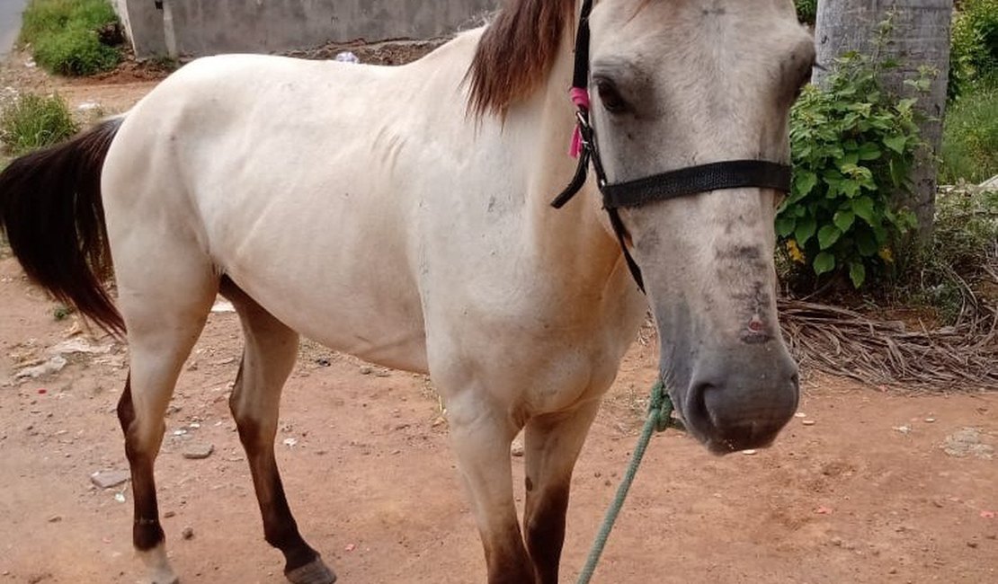 Prefeitura intensifica a captura de animais soltos nas ruas de Palmeira