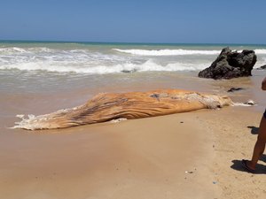 Baleia jubarte e tartaruga aparecem mortas em praias do Litoral Sul