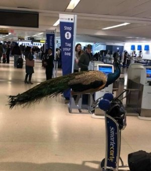 Mulher leva pavão para viagem, mas animal é barrado em aeroporto dos EUA