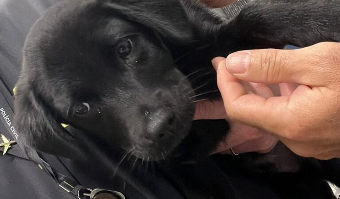 Polícia Civil prende em flagrante homem que abandonou cachorro no Aeroporto de Florianópolis