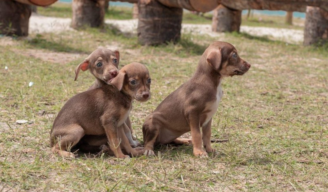 Gabinete da Causa Animal realiza primeira Feira de Adoção do mês de março