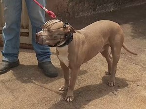 Câmara aprova uso obrigatório de focinheira para cães de grande porte em Maceió