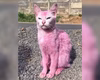 Gata é resgatada após ser pintada de rosa com corante para móveis