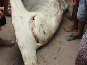 [VÍDEO] Tubarão-martelo é capturado por pescadores em Maragogi