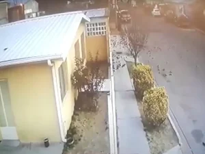 Centenas de pássaros caem mortos em cima de casas no México; vídeo