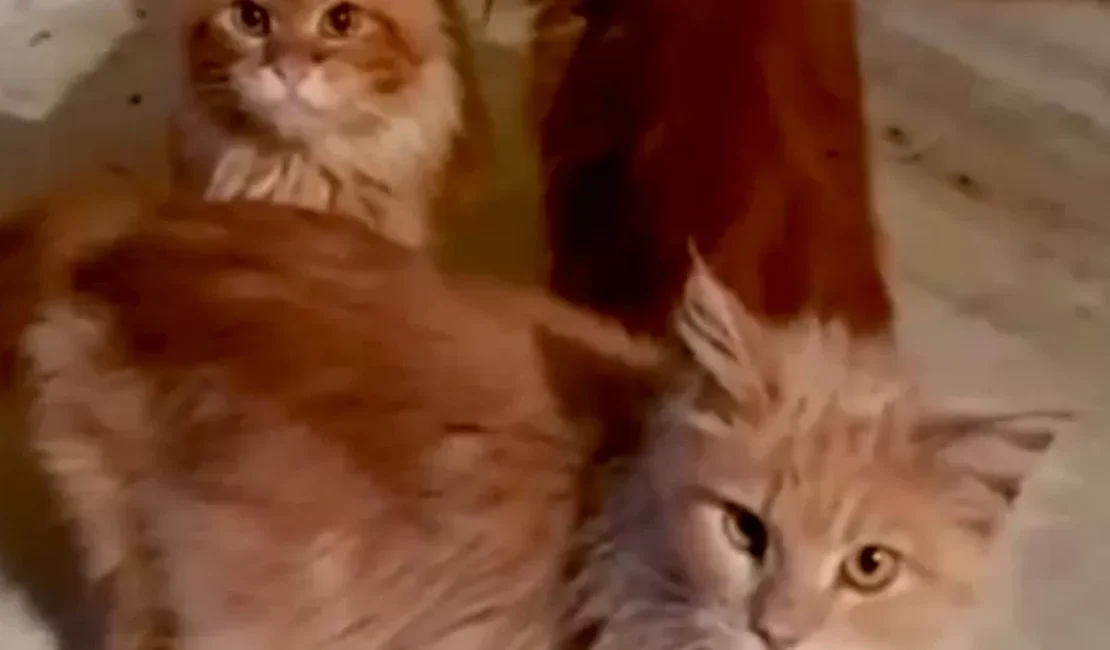 Russa é comida pelos 20 gatos de estimação após morrer dentro de casa