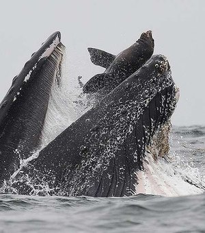 Fotógrafo registra momento em que baleia-jubarte quase engole leão-marinho