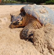 Tartaruga desova na Praia de Jacarecica
