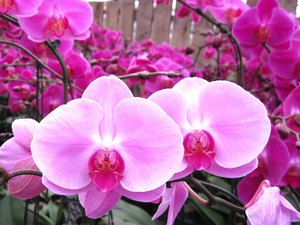 Inflação eleva o preço das flores para o Dia das Mães