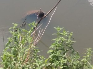 Homem morre afogado em rio do município de Jacuípe