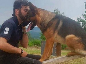 Cão que salvou vidas em terremoto morre envenenado