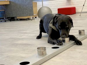 Rússia registra primeira vacina do mundo para animais contra covid-19