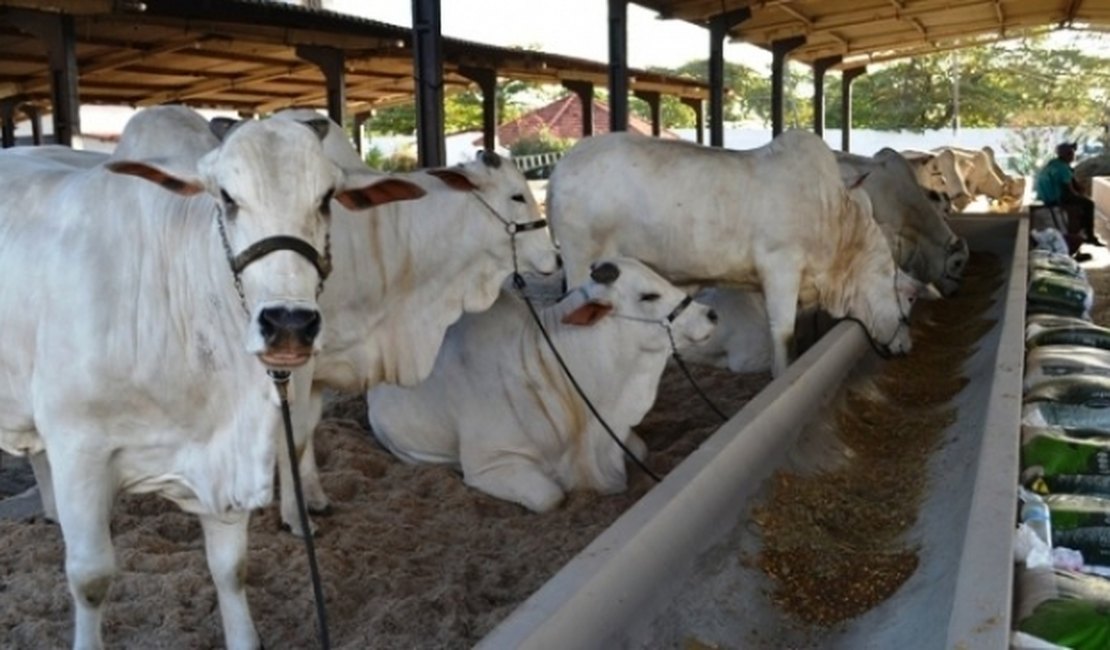 Expoagro gera grandes expectativas para o criador