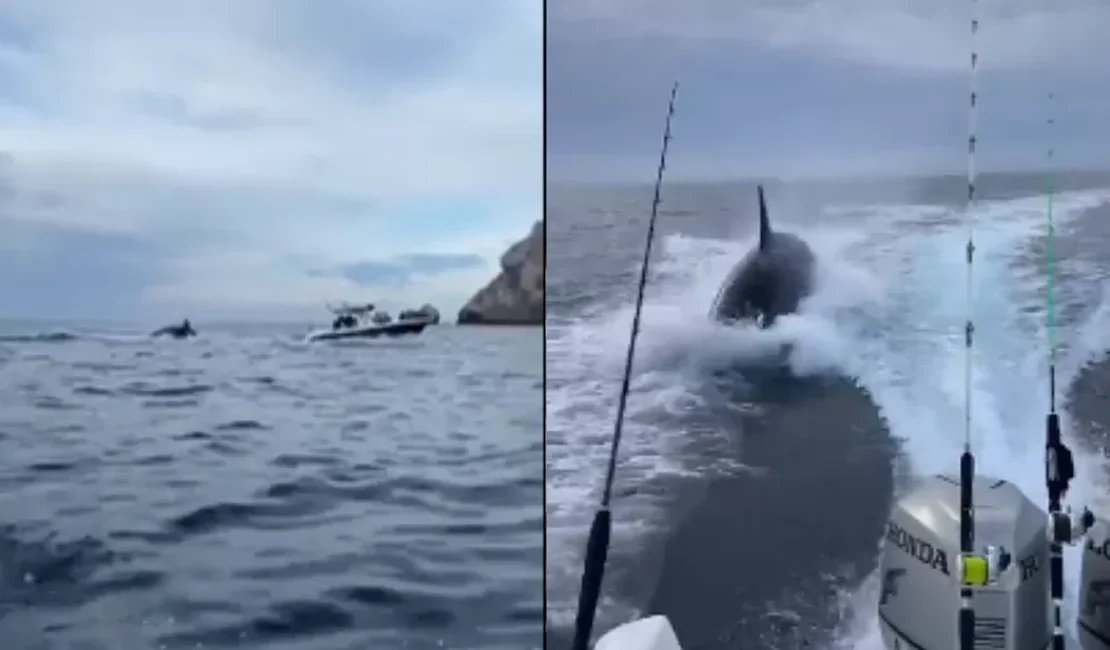 Orca é flagrada em perseguição a barco de turistas no México