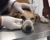 Cachorro é baleado no olho com espingarda de chumbo em União dos Palmares