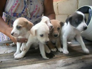 Parceria entre Neafa e Pet Place gera mais de 150 adoções