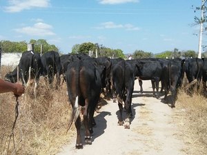 Quatro pessoas são presas após furto de gado no Sertão