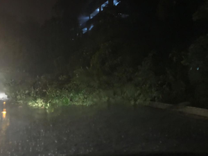 Devido às fortes chuvas, árvore cai na Ladeira Geraldo Melo, em Maceió