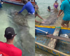 Banhistas são flagrados interagindo de forma irregular com peixes-boi em praias de AL; ato é considerado crime