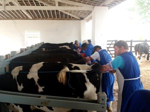 Produtores rurais aprendem técnicas de inseminação artificial de bovinos