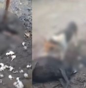 Seis ovelhas são encontradas mortas após ataque na zona rural de Atalaia