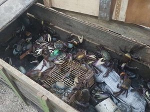 IMA e ICMBio flagram pesca ilegal de caranguejos-uçá no Litoral Norte