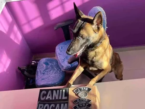 Cão farejador localiza tabletes de maconha escondidos em terreno baldio em Arapiraca