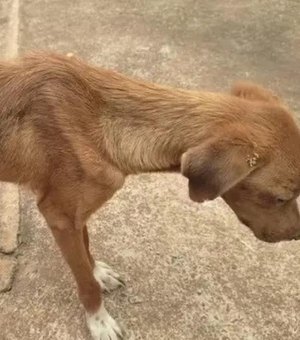 Homem é preso em flagrante por maus-tratos após cão ser encontrado desnutrido em Rio Largo