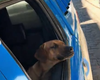 Cachorro caramelo vira “quarto integrante” de equipe policial