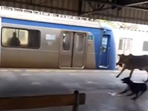 Bezerro invade estação no Rio de Janeiro e assusta passageiros
