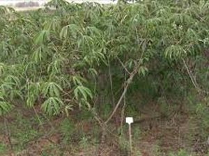 Dupla entra em plantação de mandioca para fugir da polícia no bairro Bom Sucesso