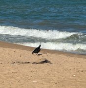 Tartaruga morta é encontrada na praia de Cruz das Almas
