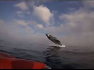 Baleia jubarte surpreende remadoras em praia no Rio de Janeiro