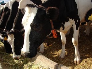 Mais de R$ 16 milhoes serão investidos na reestruturação da fábrica de latícinio de Batalha