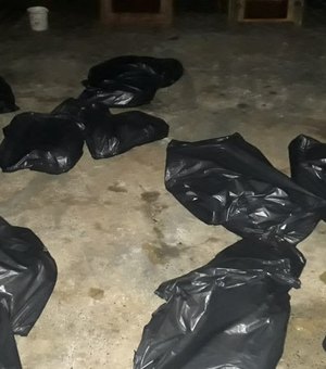 Após denúncia de maus-tratos, 25 cachorros mortos são encontrados no Paraná 