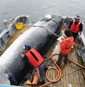 Japão anuncia sua retirada da comissão que protege baleias e a volta da caça comercial